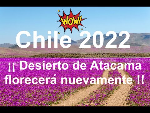 Desierto florido región
