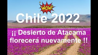 Desierto florido región de Atacama 2022 Chile 🏡 🇨🇱