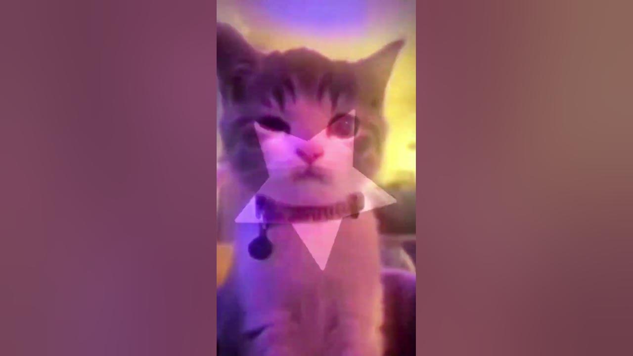 help-this-cat-is-so-cute-youtube