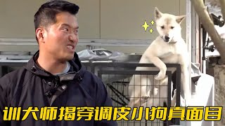 珍島犬翻墻嚇壞鄰居還區別對待男女主人訓犬師卻說它只是個大寶寶