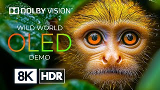 Dolby Vision Ile 8K Hdr Oled En Büyük Yağmur Ormanının Gizli Güzelliği