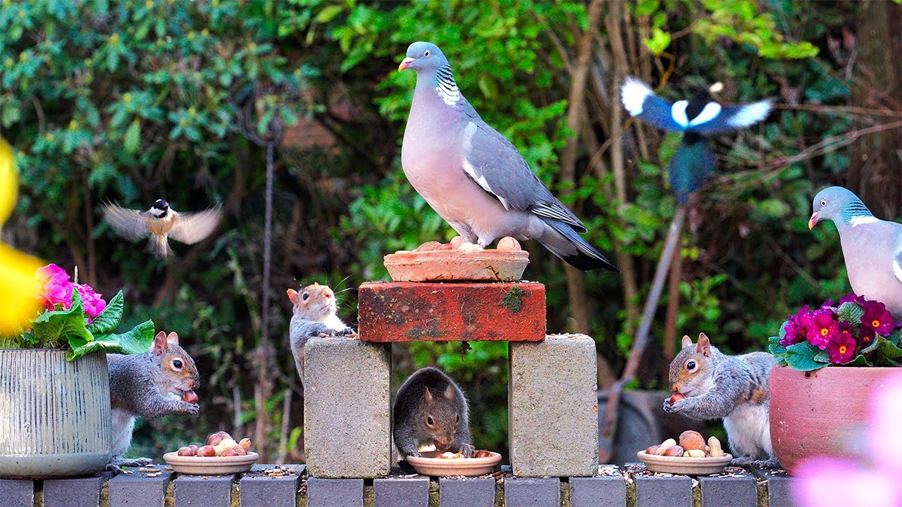 Видео для кошек 🕊️ Птицы и белки находят еду на стене 🐿️ Птички для кошек 4K HDR