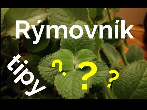 Rýmovník tipy