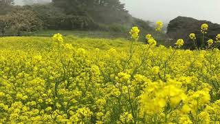 RAPESEED FIELD - 유채꽃 - 수성당 부안군 - Canola Flowers - Travel Korea screenshot 5