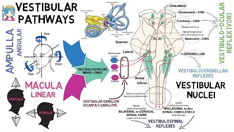 INSTANT NEURO - Vestibular Pathways