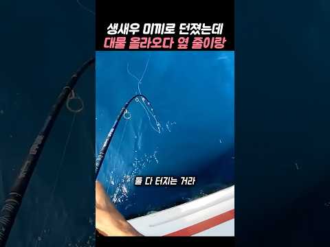 생새우 미끼 던졌더니, 대물 올라오다 옆 줄이랑 엉켜버렸는데... thumbnail