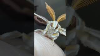 Someone get MOTH A COAT! ❄️ #moths #moth #nature