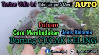 It Turns Out Its This Easy How To Differentiate The Gender Of A Cucak Keling Bird cucakkeling 