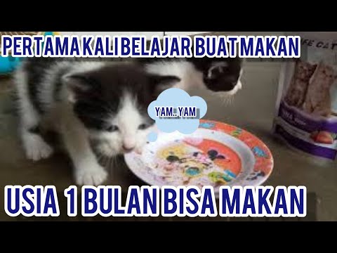 Video: Cara Berikat Dengan Kucing Senior