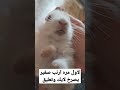 اسمع صوت الأرنب الصغير بدون مؤثرات 