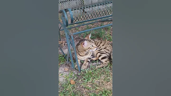 Video 11374681: bengal cat talking