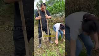 Sistem Budidaya Padi yang hilang #munandartv
