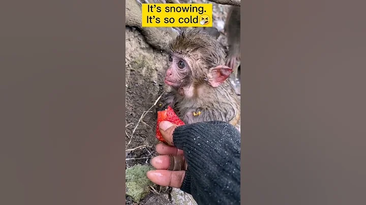 Monkey lifestyle living at home,  #short