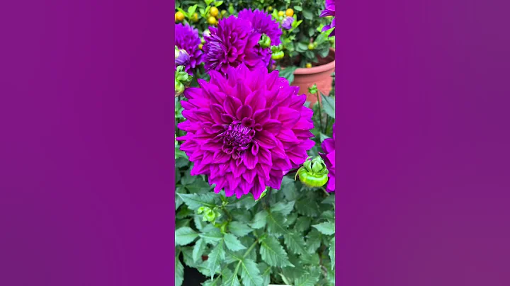 大丽花或大理花Dahlia piñata #flower #flowers #plants #plant - 天天要闻