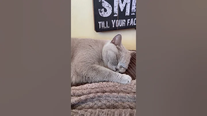 Watch the video about Beautiful British Shorthair having a nap #britishshorthaircat #cat #cute #catdad #subscribe #ukcat