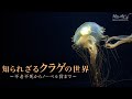 知られざるクラゲの世界 〜不老不死からノーベル賞まで〜 | ガリレオX 第178回