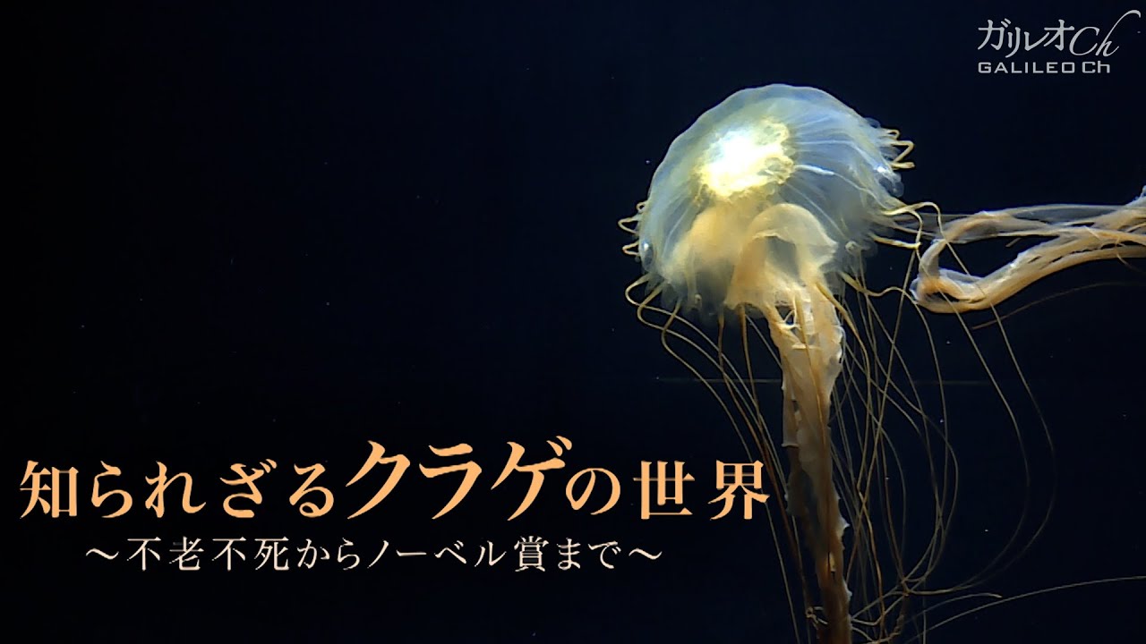 知られざるクラゲの世界 不老不死からノーベル賞まで ガリレオx 第178回 Youtube