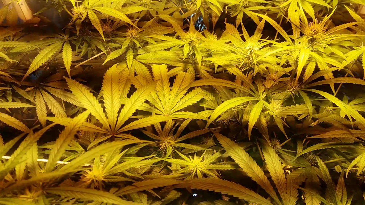 Grower não e traficante!!! Cultivamos para consumo pró pio.