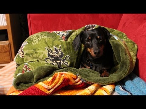 Video: Urob si svojho psa Snuggle Sack Bed zo starého Utrpiteľa