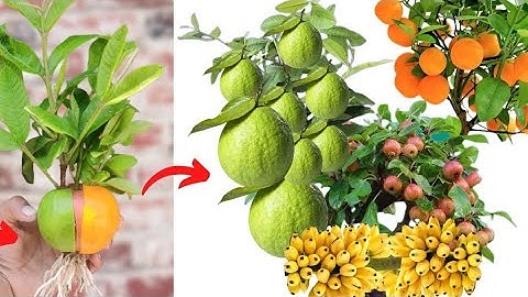 How to Grow guava and orange tree You will be surprised @RiskyGarden