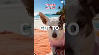 Sol e Mar #petsfofinhos #cachorro #cachorrosdivertidos #pets #pet #petlover #petlovers #cachorros