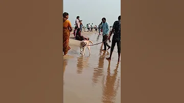 love for dogs #dogshorts #dog #kakinada #love #shortvideo #ytshorts #hyderabad #trend #trending