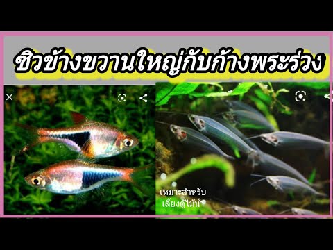 ปลาก้างพระร่วง ปลาซิวข้างขวานใหญ่ | Fee first