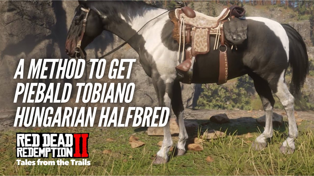 Red Dead Redemption 2 Method to get the Piebald Tobiano Hungarian
