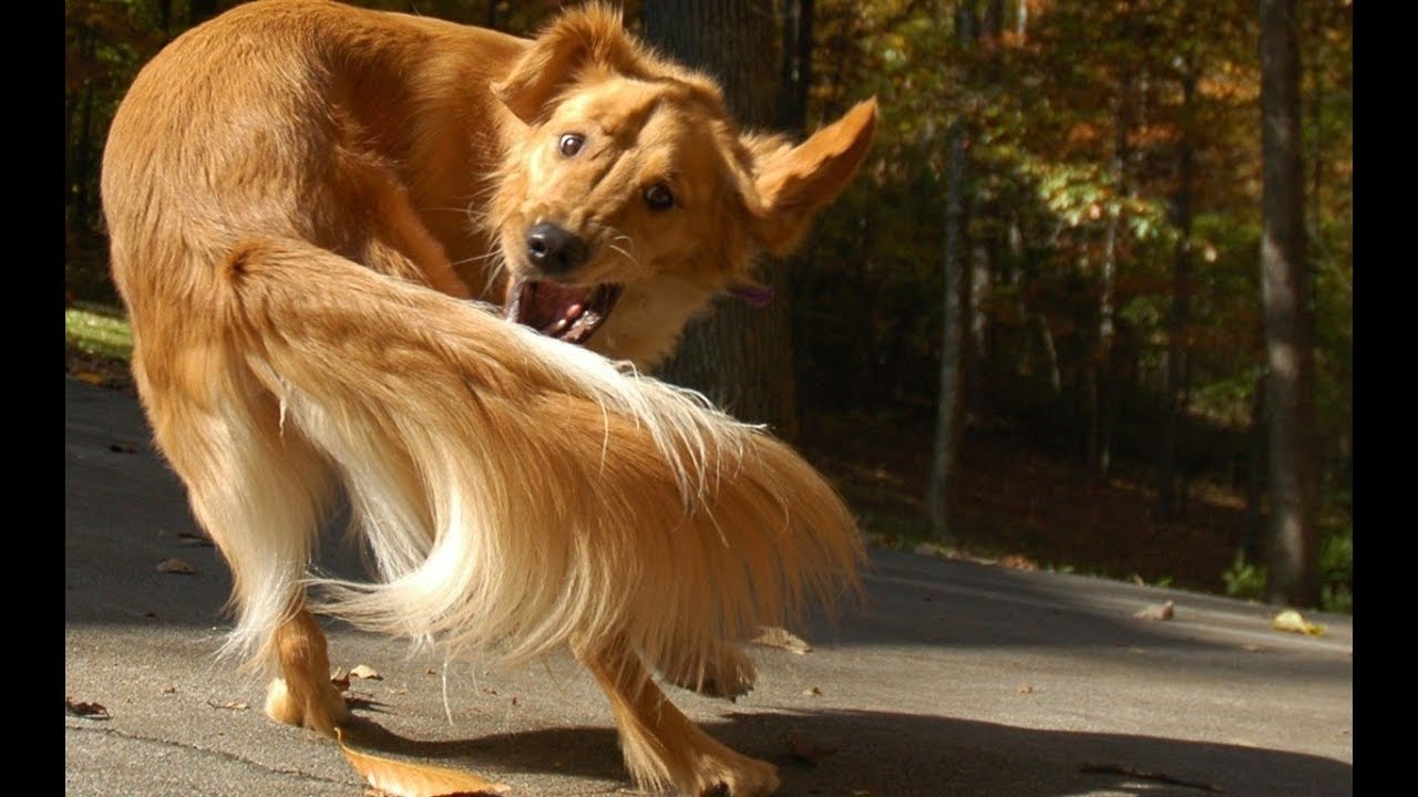 save the world The Real Explanation Behind These 10 Weird Dog Behaviors