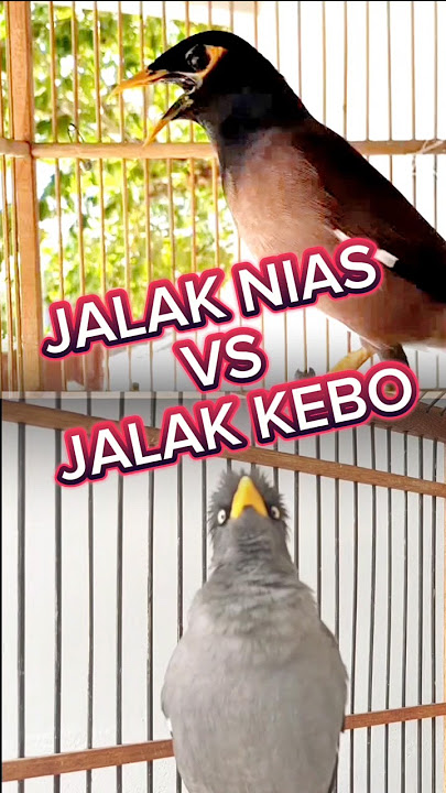 Burung jalak nias vs jalak kebo #jalak #burung #suara #kicaumania #birds