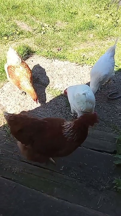 ко.. ко.. ко.. - YouTube