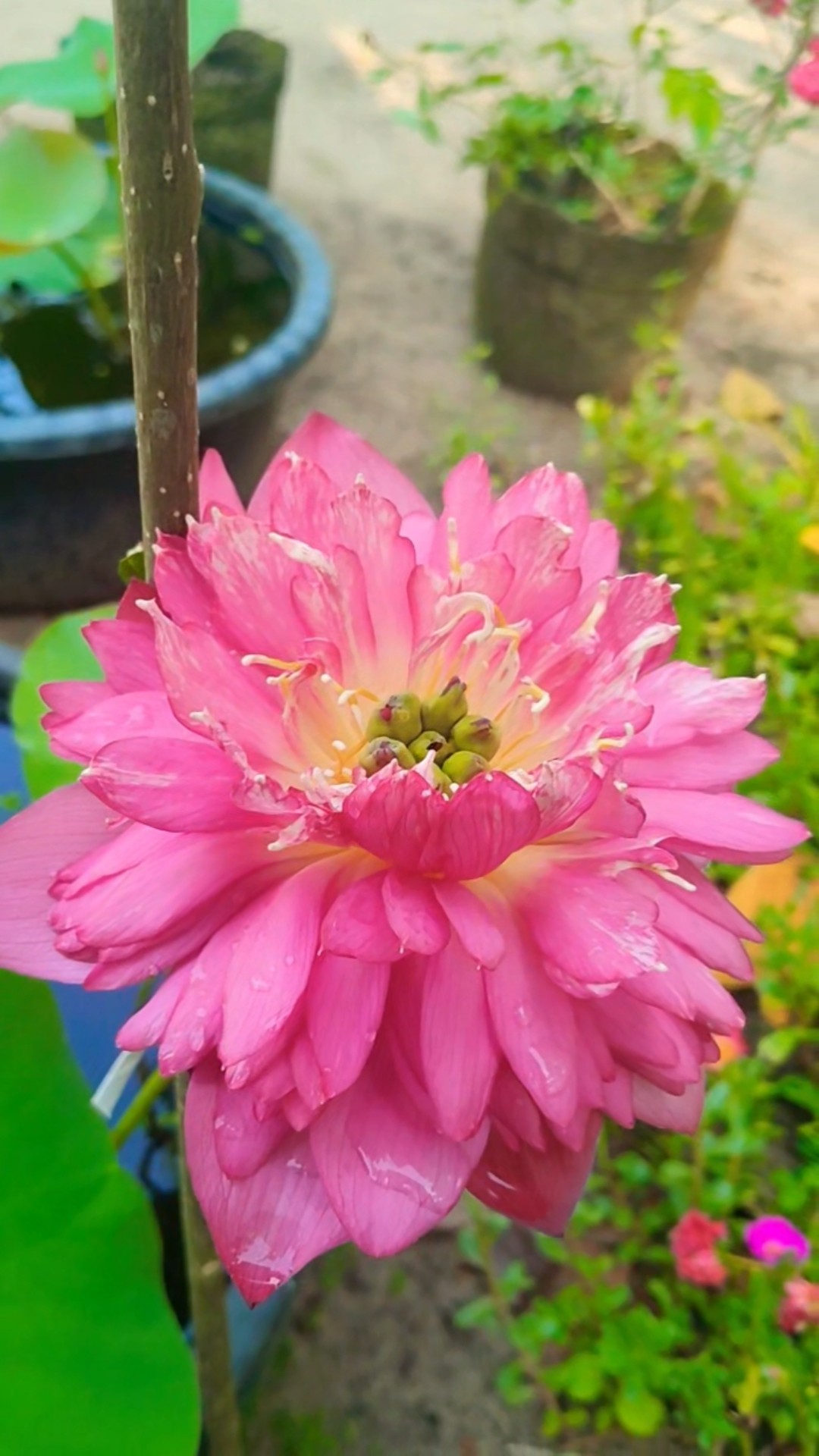 💚 എന്റെ കേരളം - ShareChat