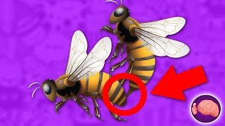 ¿Qué Pasaría Si UNA ABEJA PICA A OTRA ABEJA? 🐝⚠️