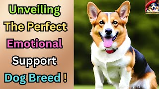 Corgis: The Adorable Powerhouses with a Heart of Gold! by Fantastic animals 23 views 9 months ago 5 minutes, 4 seconds