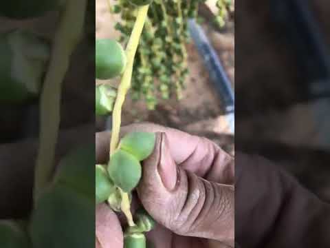 الشيص في الشماريخ