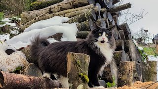 Norwegian Forest Cat: Odin, out of the Garden into the Forest