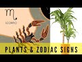 Your Perfect Plant According To Your Zodiac Sign
