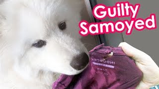 Guilty Samoyed Destroys Shirt by Samoyed Life 26,402 views 6 years ago 2 minutes