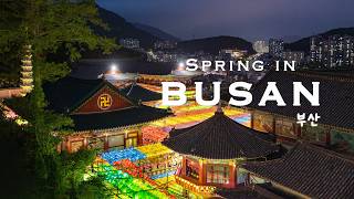 【Korea Spring】Where Lanterns Meet the Sea 🌊 | Busan Travel screenshot 1