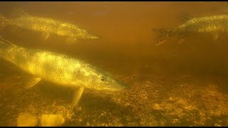 Spawning Pike Crowd Into Small Drainage &quot;HD Underwater Footage&quot;