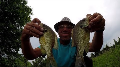 Shellcracker Fishing With Worms