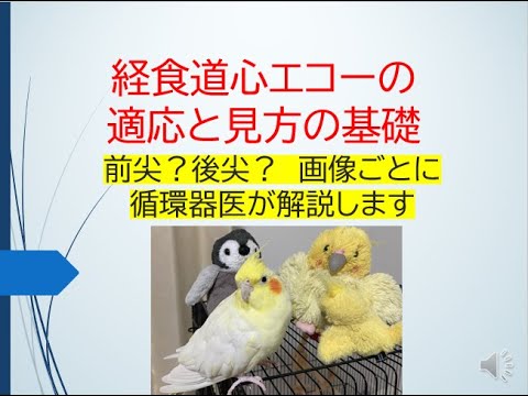 経食道心エコーの適応と見方の基礎(画像の見え方やどんなとき施行するか循環器医が解説します)