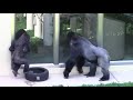 シャバーニ家族 641  Shabani family gorilla