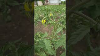 Формирование томатов 5 #томаты #помидоры #формированиетоматов