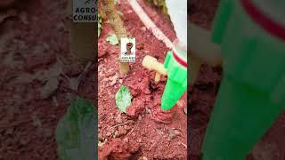 Le recyclage des #bouteillesplastiques appliqué à l’#irrigation #goutte à #goutte