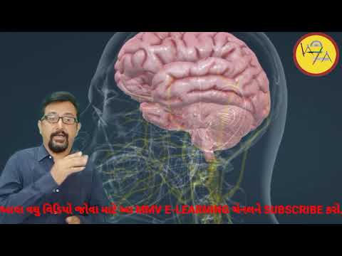 મનુષ્યનું મગજ/માનવ મગજની સમજૂતી આપતો વિડિયો. HUMAN BRAIN