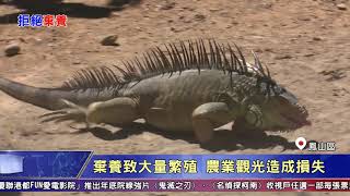 1091005【港都新聞】家有美洲綠鬣蜥 即日起至農業局登記
