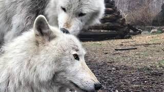 Wolf Nibbles and Licks Brother