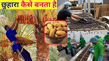See how dry dates are made from trees. Chhuhara making process