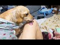 A cute dog was waiting for me.【Dachshund】